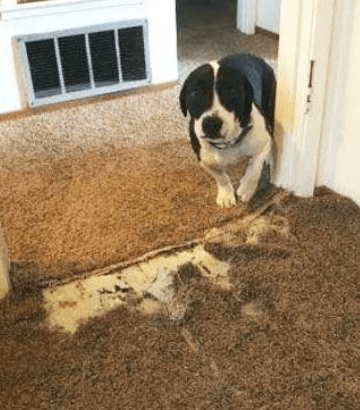 Pet Damaged Carpet Repair Springfield Lakes